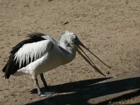 Pelican Stomp