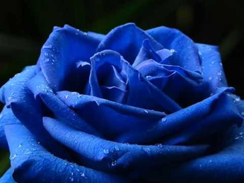 Blue Tango