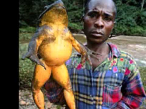 Frog