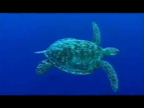 Scuba