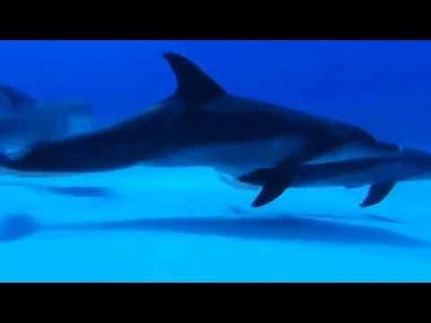 Wave Of Mutilation (uk Surf)