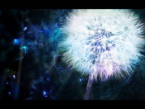 Dandelion Dub