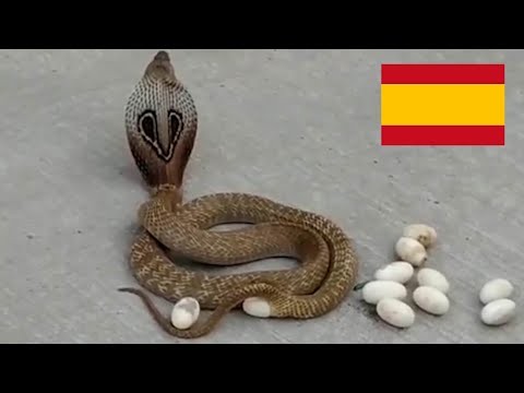 El Heroe De La Transicion