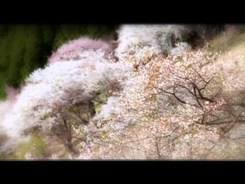 Sasha - Magnetic North