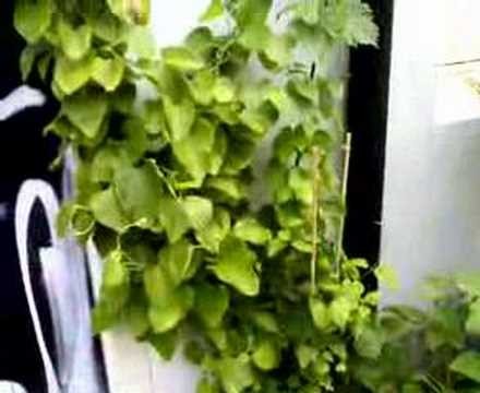 Urban Guerrilla