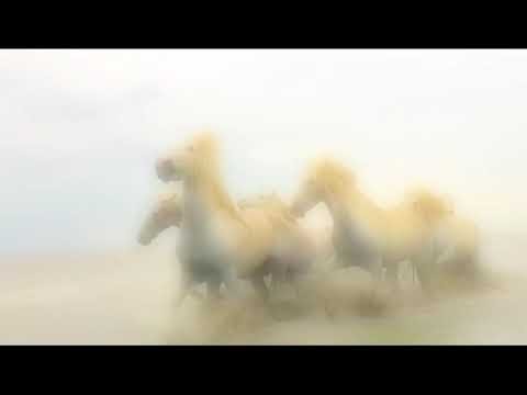 Wild Horses - 2009 Mix