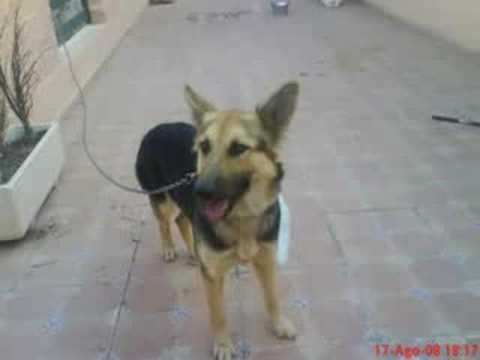 Dos Pulgas En Un Perro