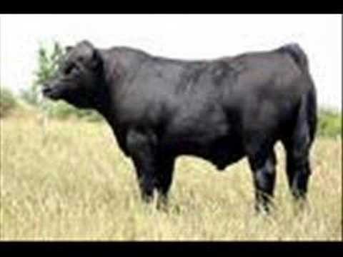 Lonely Bull