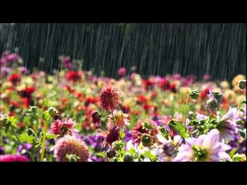 Flowers In The Rain
