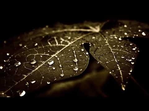 Moonflowers Bloom In Misery