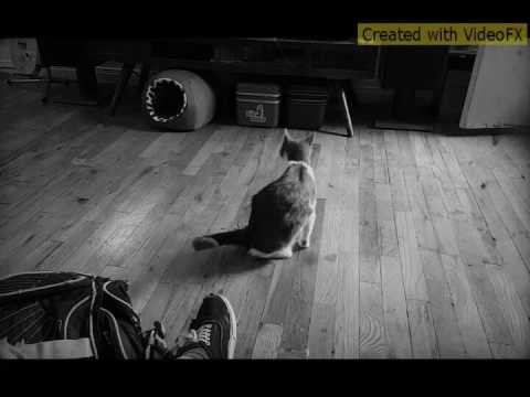 The Kitty Cat Song
