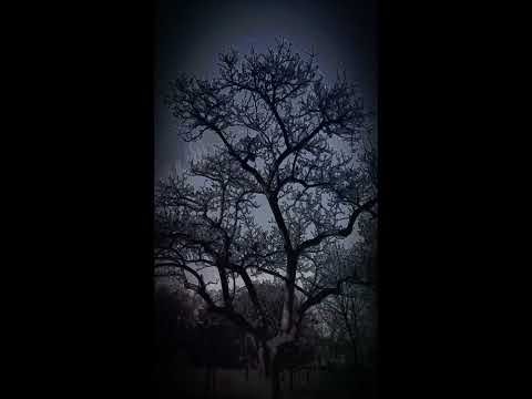 Lost Things