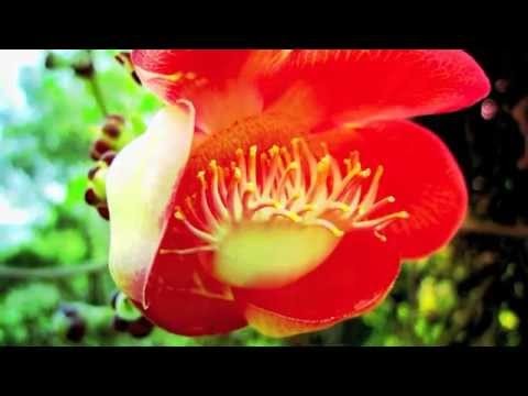 Karoshi Dub