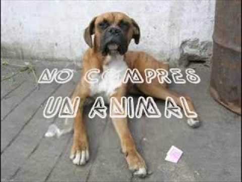 Ska-P - Insensibilidad