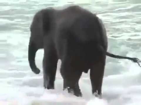 The Beatles - Octopus's Garden