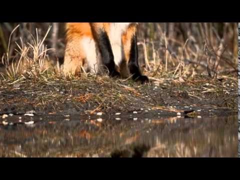 Song Of The Bells