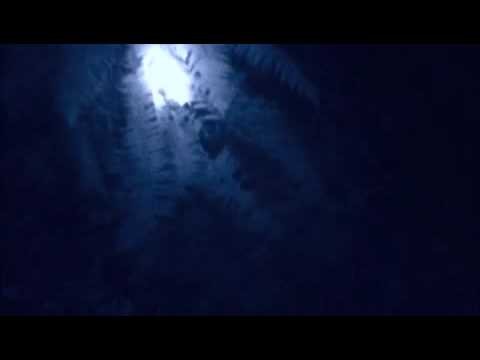 The Knife - Forest Families