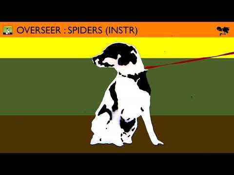 Spiders