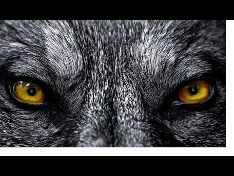 Wolf Eyes