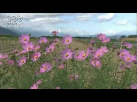 Colors/dance