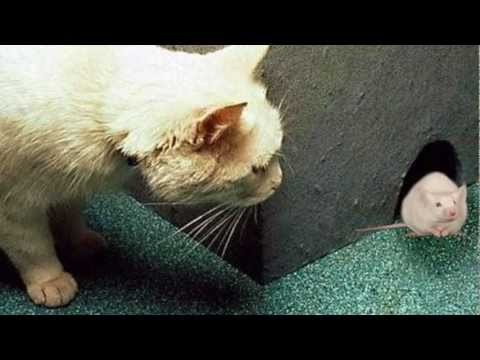 Señor Mouse