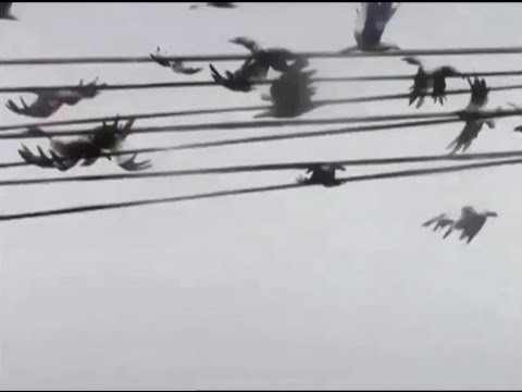 Wingbeats - Radio Edit