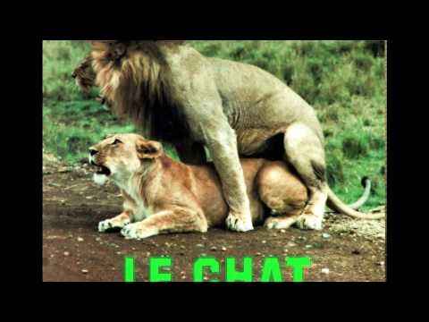 Le Chat