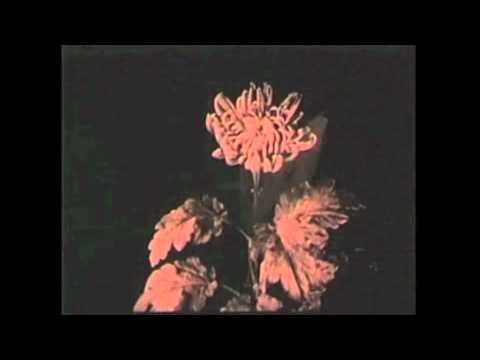Wise Blood - HANNAH MOTOWN