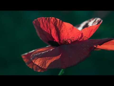 Loving Touch