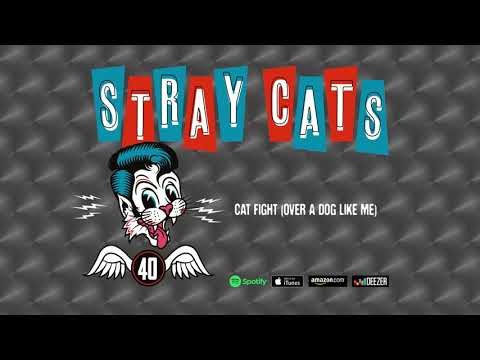 Cat Fight (over A Dog Like Me)